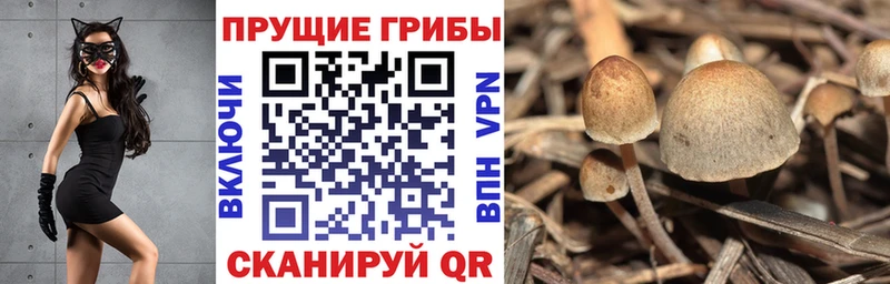 Купить  Новотроицк  Псилоцибиновые грибы Psilocybine cubensis 